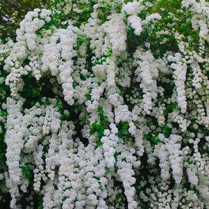 Spiraea nipponica 'Snowmound'