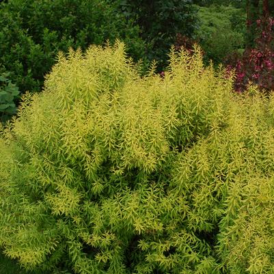 Spiraea thunbergii Mellow Yellow™
