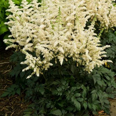 Astilbe chinensis 'Vision in White'