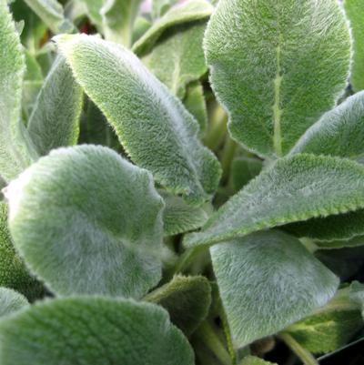 Stachys byzantina 'Silver Carpet'