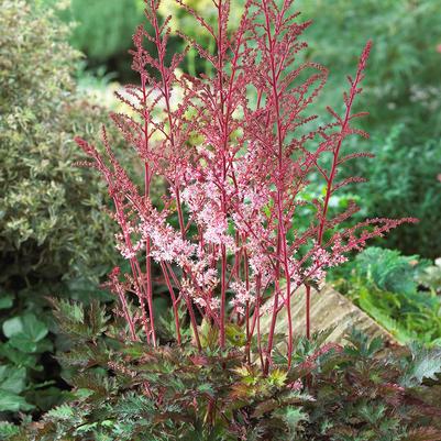 Astilbe x 'Delft Lace'