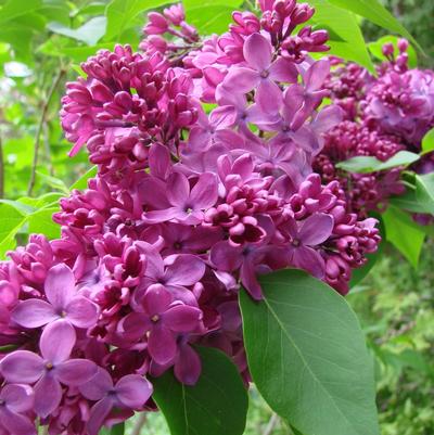Syringa vulgaris 'Yankee Doodle'