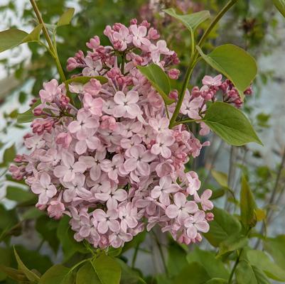 Syringa X hyacinthiflora 'Maidens Blush'