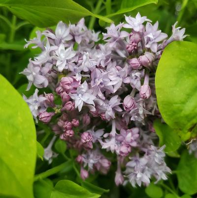 Syringa X hyacinthiflora 'Royal Purple'