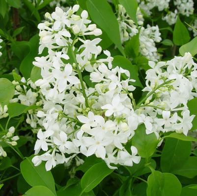 Syringa X hyacinthiflora 'Mount Baker'