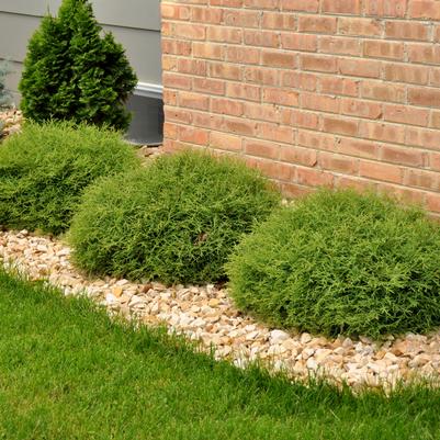 Thuja occidentalis Mr. Bowling Ball®