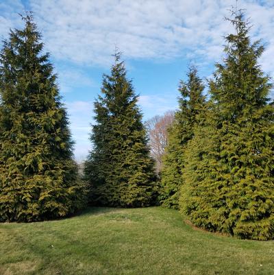 Thuja x 'Green Giant'