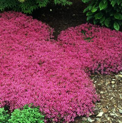 Thymus praecox 'Coccineus'