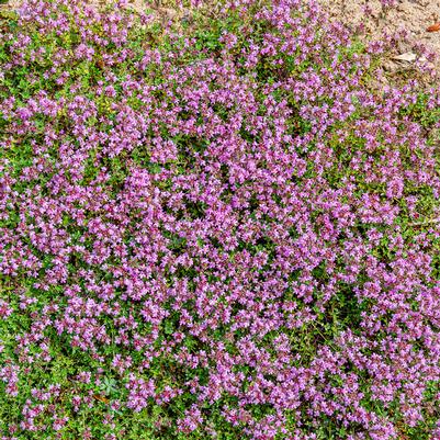 Thymus serpyllum 'Elfin'