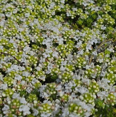 Thymus praecox 'Albus'