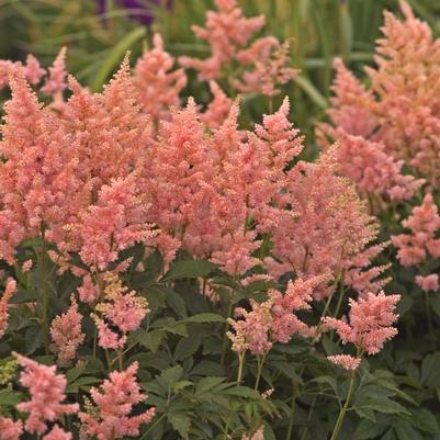 Astilbe japonica 'Peach Blossom'