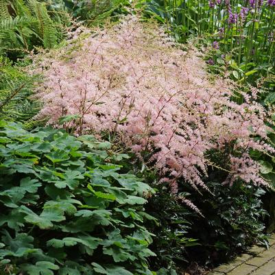 Astilbe simplicifolia 'Hennie Graafland'