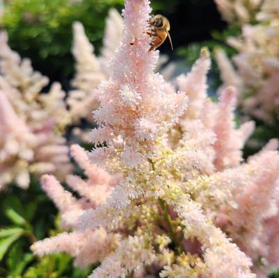 Astilbe x Younique™ 'Silvery Pink'