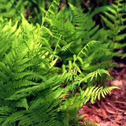 Athyrium filix-femina 