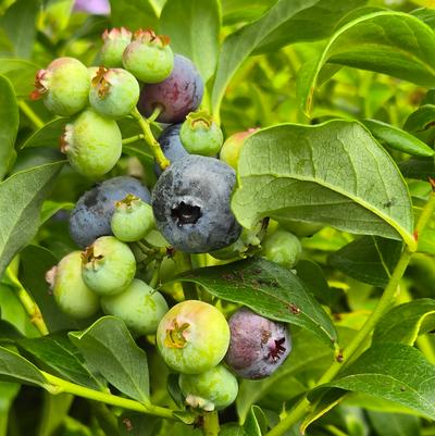 Vaccinium corymbosum 'Blueray'
