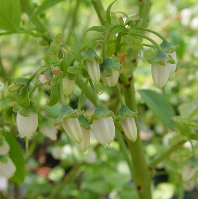 Vaccinium corymbosum 'Jersey'