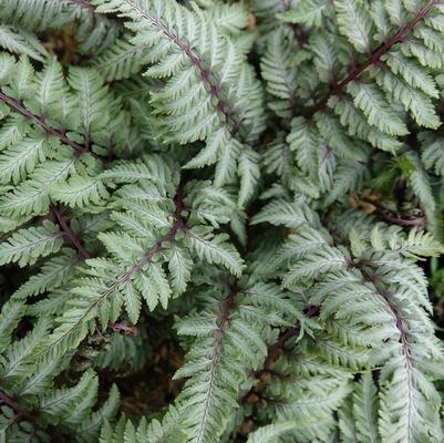 Athyrium nipponicum 'Pictum'