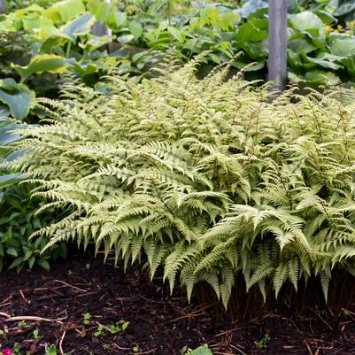 Athyrium x 'Ghost'