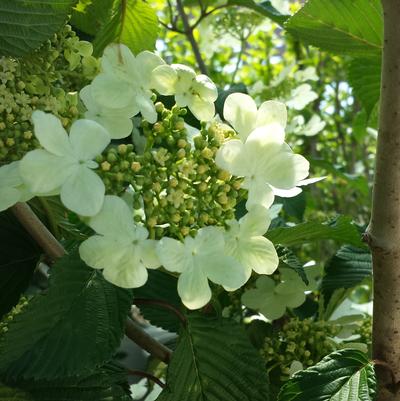 Viburnum plicatum f. tomentosum 'Mariesii'
