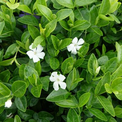 Vinca minor 'Alba'