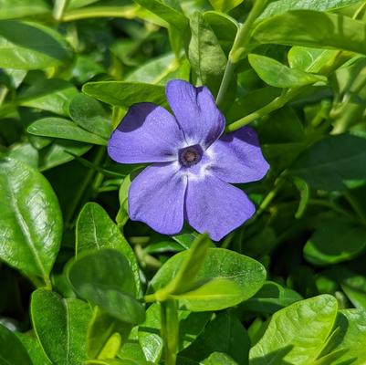 Vinca minor 'Bowles'