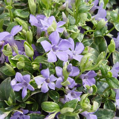 Vinca minor 'Ralph Shugert'