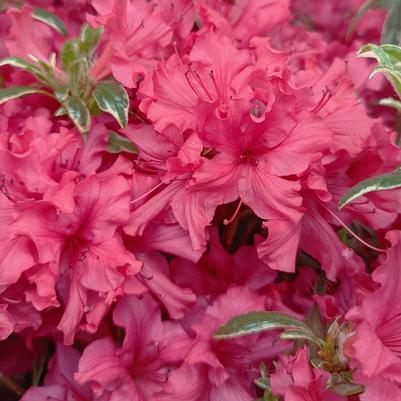 Azalea x 'Arctic Rose'