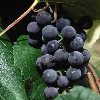 Vitis labrusca 'Concord'