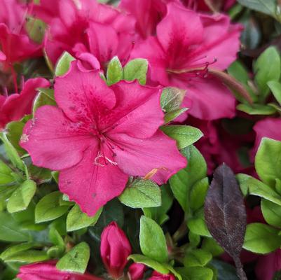 Azalea x 'Bixby'