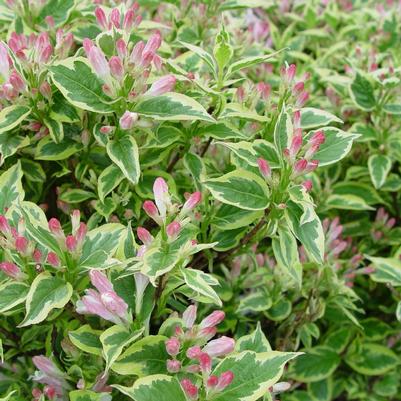 Weigela florida Variegata