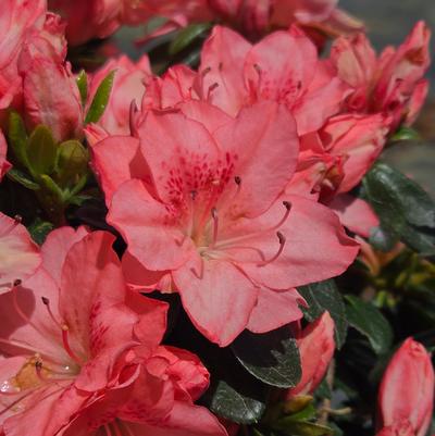 Azalea x 'Blaauws Pink'