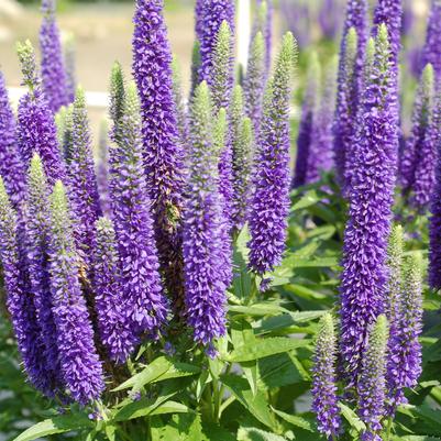Veronica spicata 'Royal Candles'