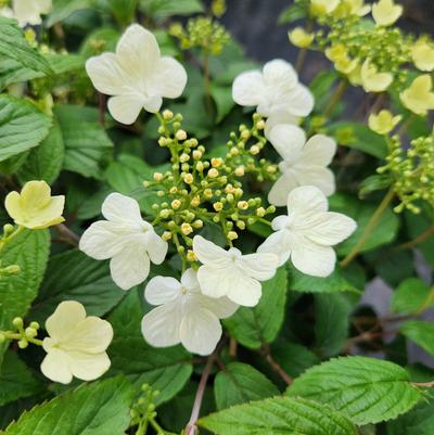 Viburnum plicatum f. tomentosum 'Summer Snowflake'