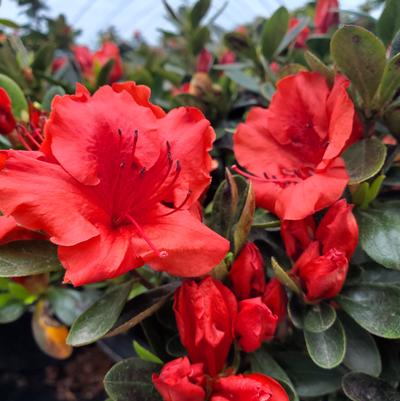 Azalea x 'Girards Crimson'
