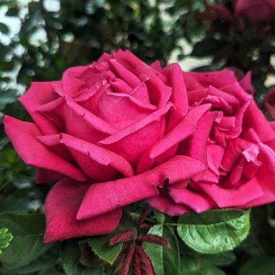 Rosa Chrysler Imperial