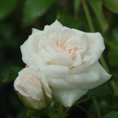 Rosa 'Iceberg'