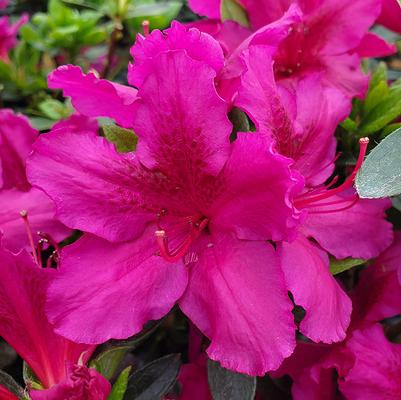 Azalea x 'Girard's Fuchsia'