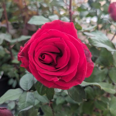 Rosa 'Mister Lincoln'