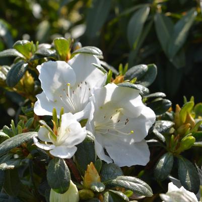 Azalea x 'Girard's Pleasant White'