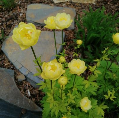 Trollius x cultorum 'Lemon Queen'