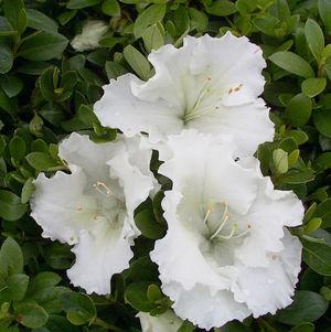 Azalea x 'Gumpo White'