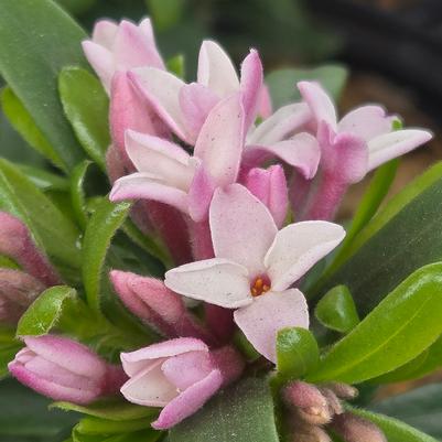 Daphne x transatlantica 'Eternal Fragrance'