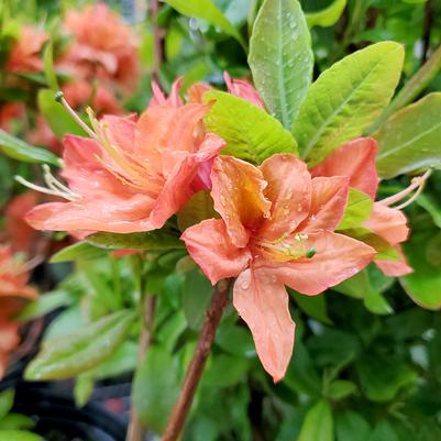 Azalea x Northern Lights 'Mandarin Lights'