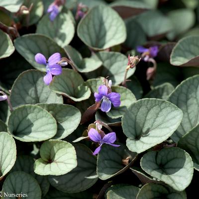 Viola walteri 'Silver Gem'