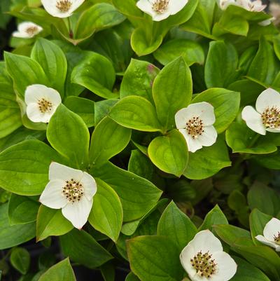 Cornus canadensis 