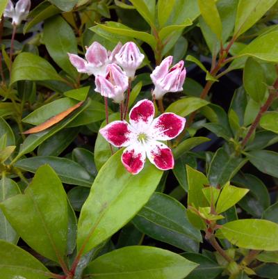 Kalmia latifolia Galaxy