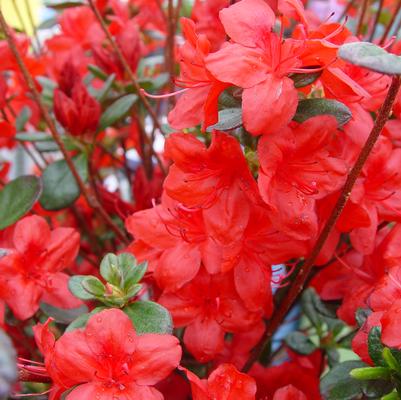 Azalea x 'Stewartstonian'