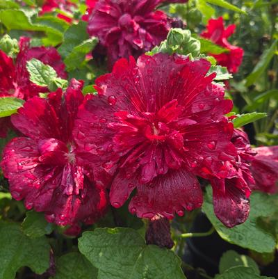 Alcea rosea annua Spring Celebrities Crimson