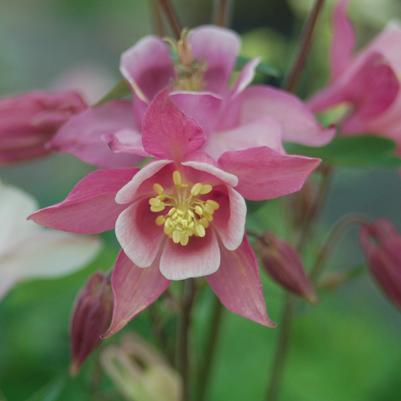 Aquilegia x 'Biedermeir'