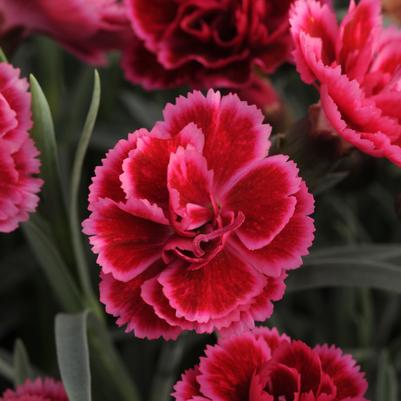 Dianthus x Everlast™ 'Burgundy Blush'